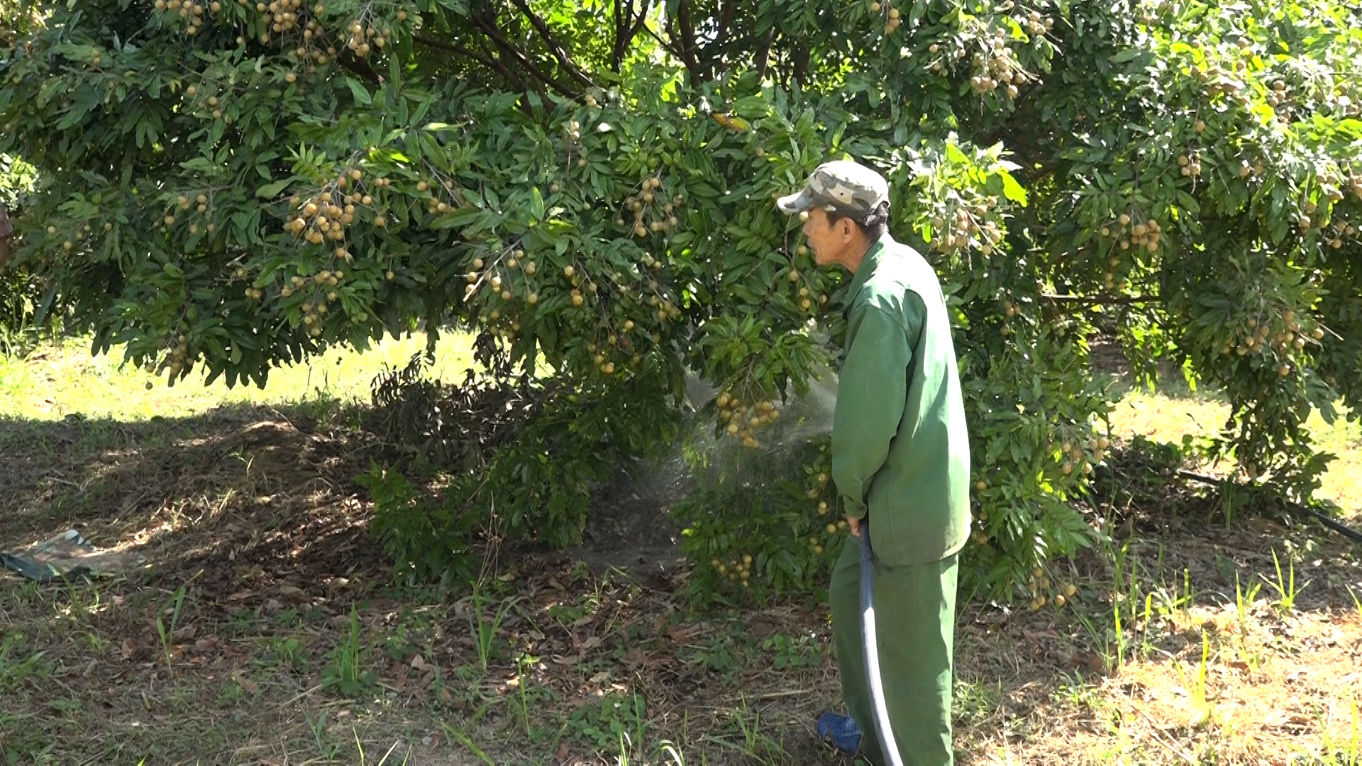 Phát triển cây ăn trái xã Ia Lốp